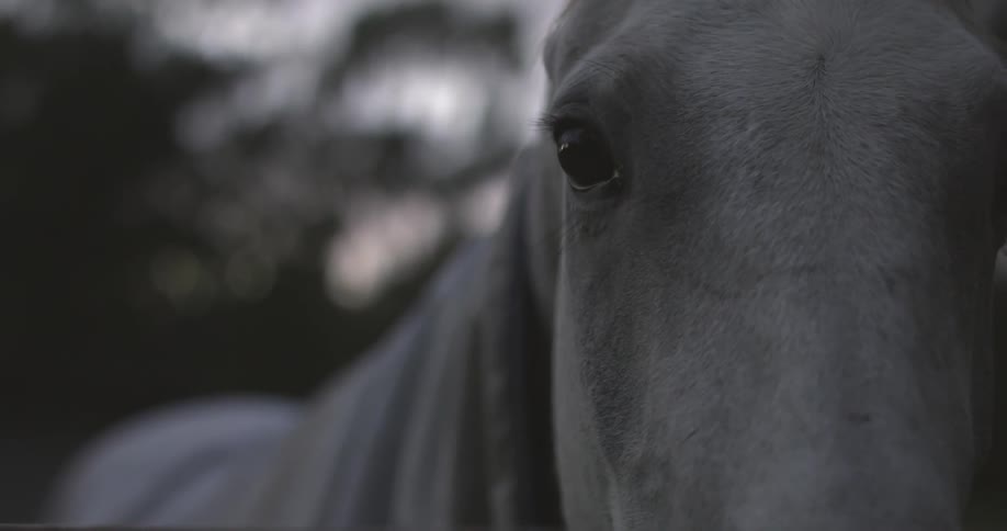 A horse stands behind a wire fence on a farm