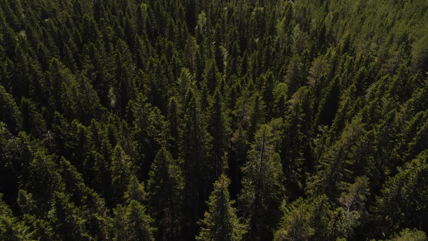A pine tree forest as viewed from the air