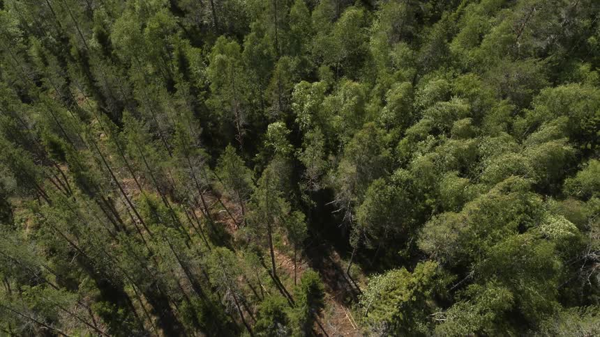 Trees in a forest are being swayed by the wind during the day