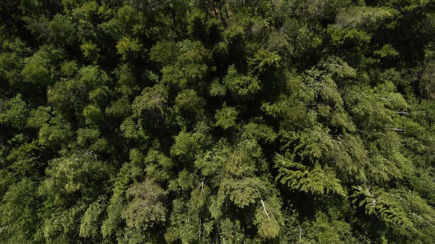 Trees swaying in a forest