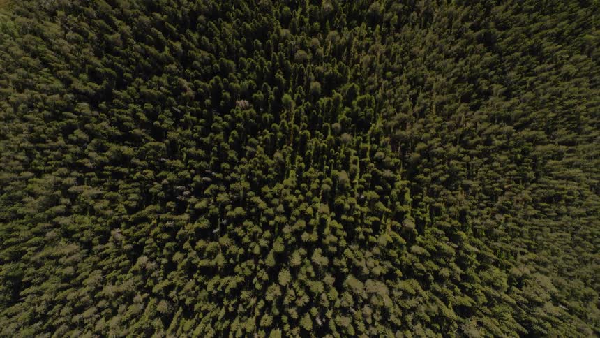 Tall trees cover the landscape