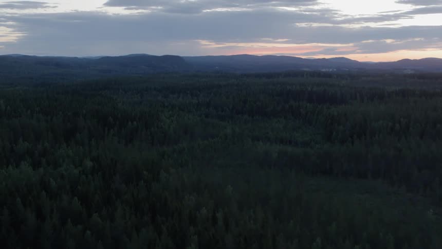 A forest at sunrise
