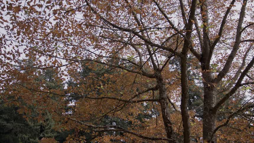Fall leaves cover tree branches