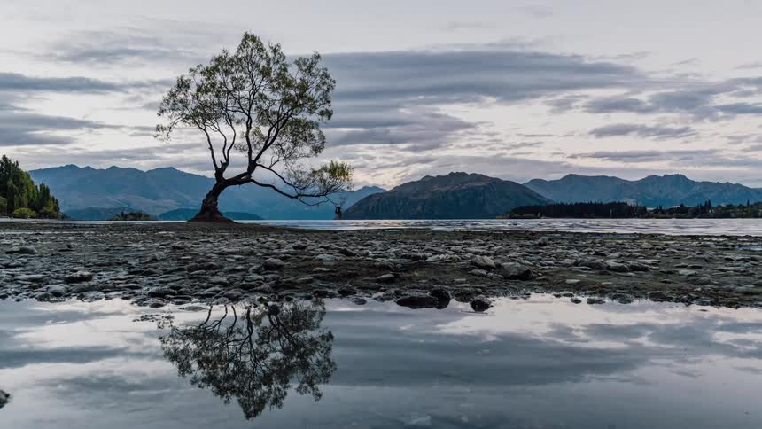 A tree and the moving clouds are reflected in the water's surface
