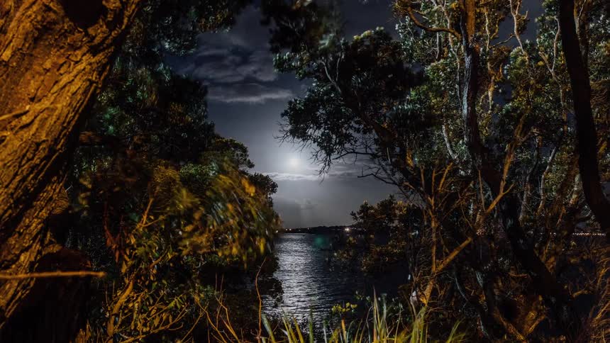 Trees sway in the night breeze by the water
