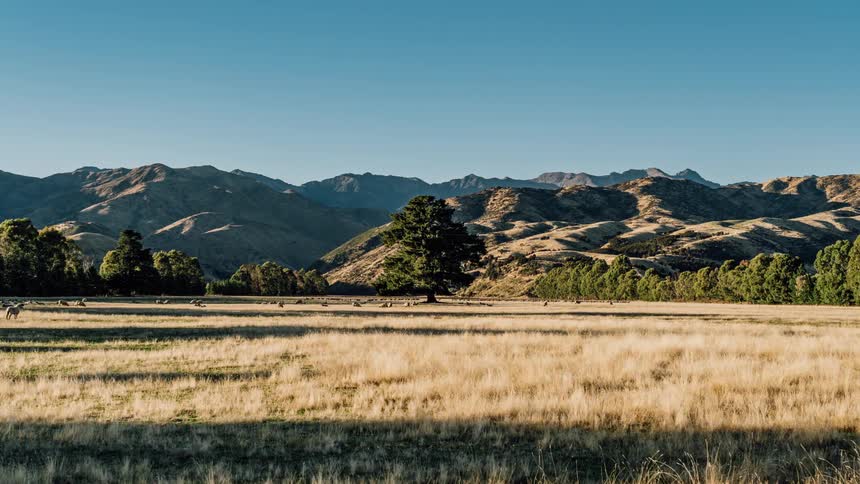 Time-lapse of animals moving across an open field