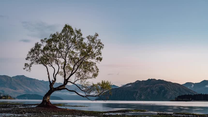 A tree at the edge of a lake at sunrise