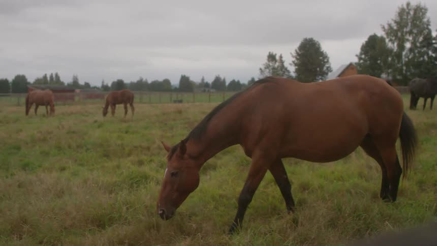 Horses graze in the field