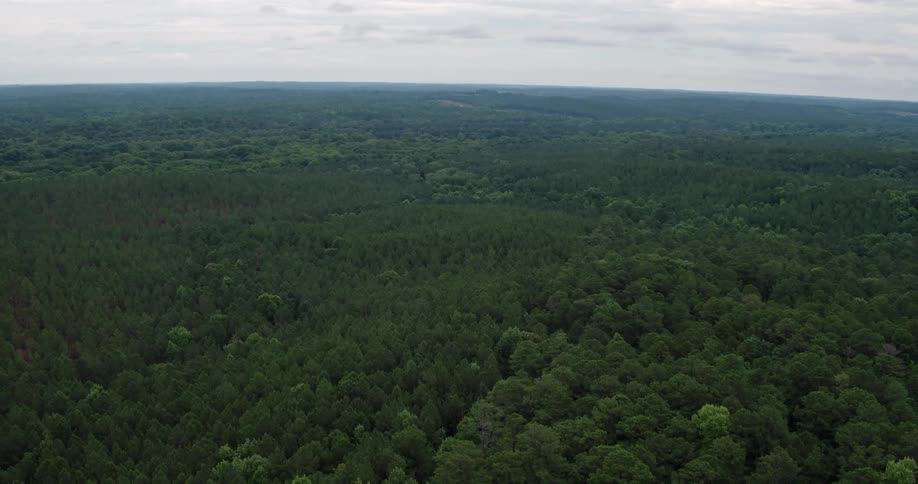 A forest of trees and greenery stretches to the horizon