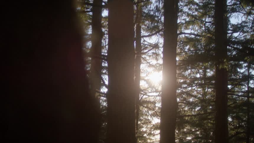 Sunlight shining through tall trees in forest