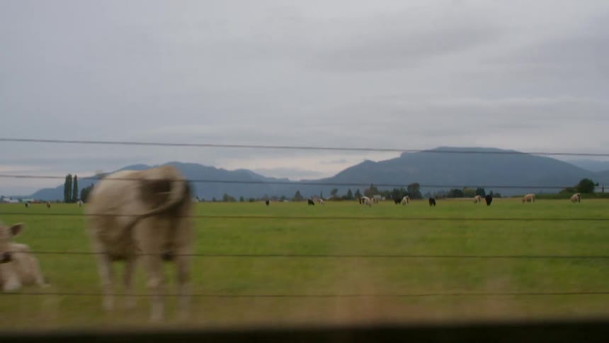A herd of cows graze in a pasture while others are laying down