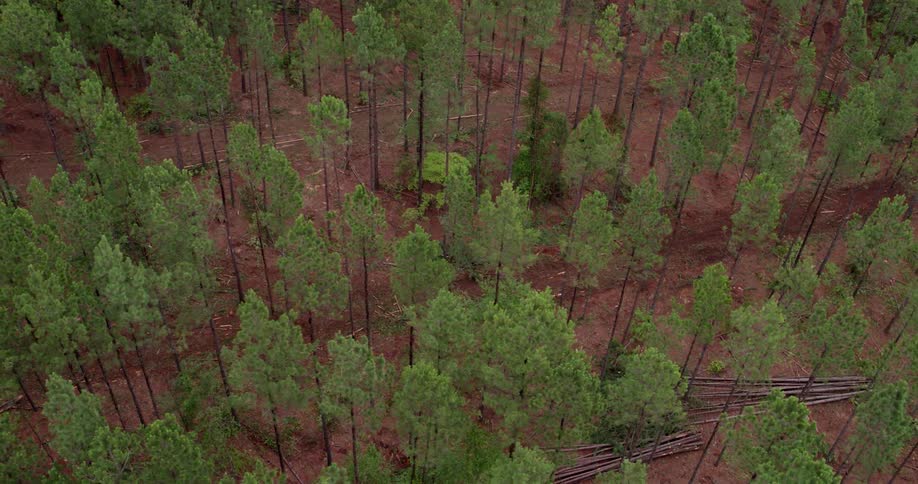 Downed trees and timber are piled in a forest