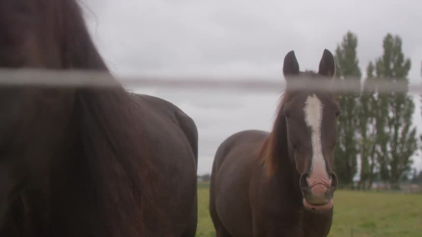 Horses stand in a rural field