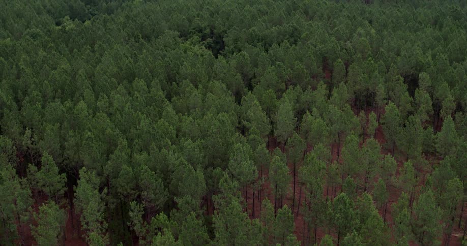 Pine trees grow in a forest