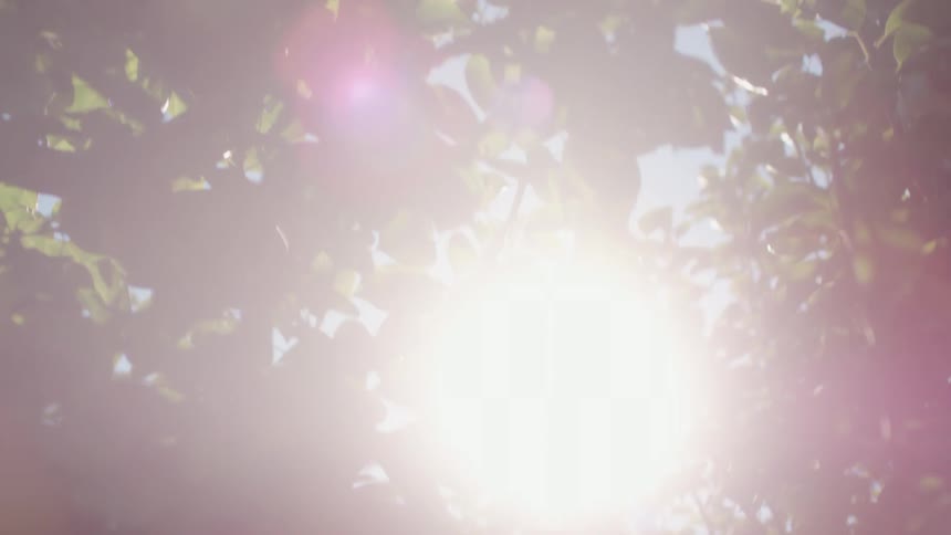 The sun shining through a pear tree