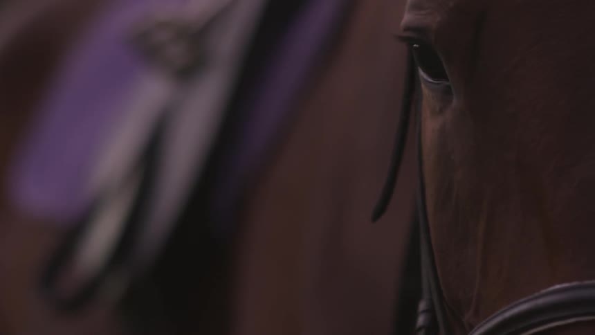 Close up of a horse blinking