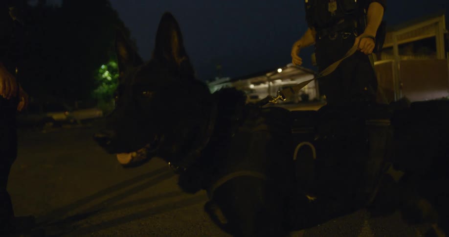 A policeman holds the leash of his police dog at dusk