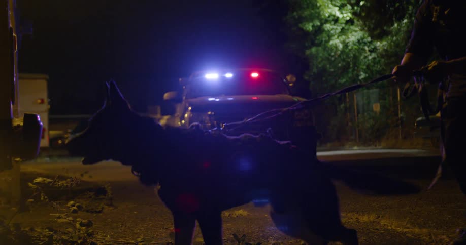 A leashed police dog barking at night
