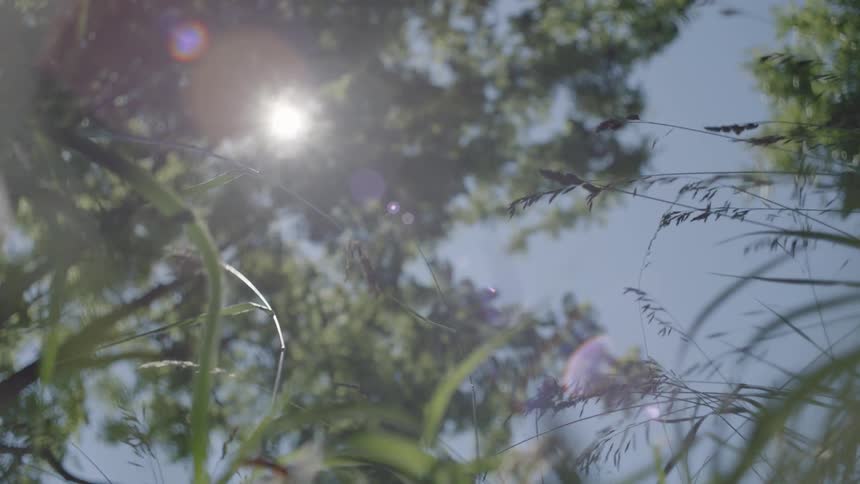 Wind blows plants and leaves as the sun shines through the tree