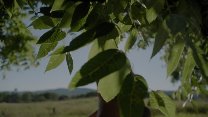 A man and woman walk by a tree on a sunny day