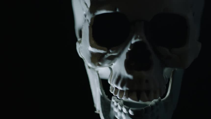 A human skull is on display