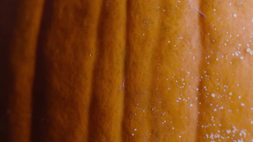 The orange ribbed skin of a pumpkin has some white specks and spots