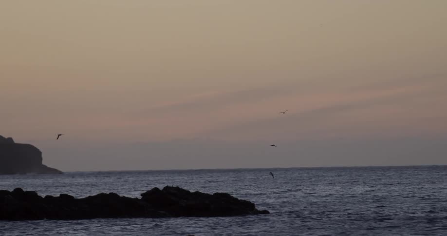 Birds are flying in the dusk sky on a rocky coastline
