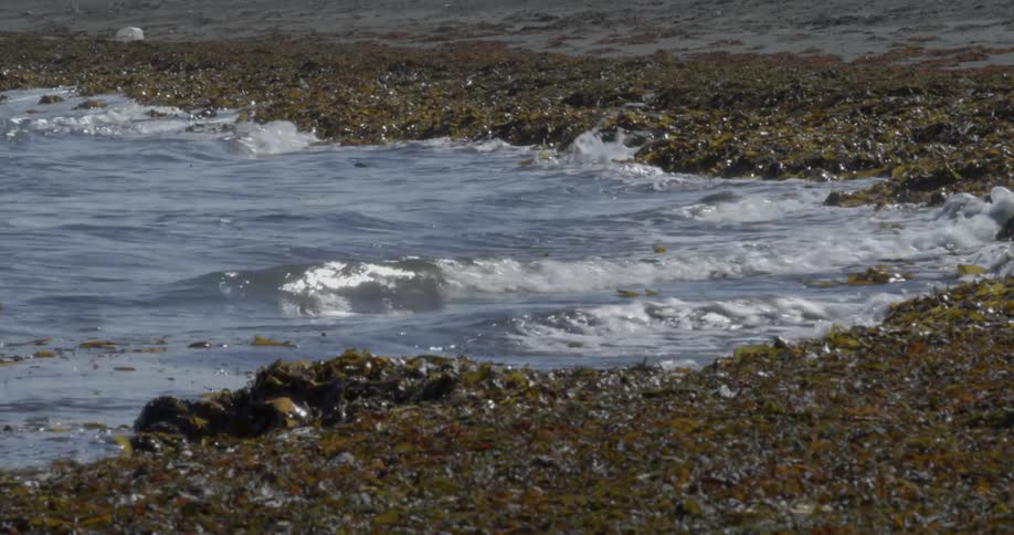 Waves push seaweed up onto the shore