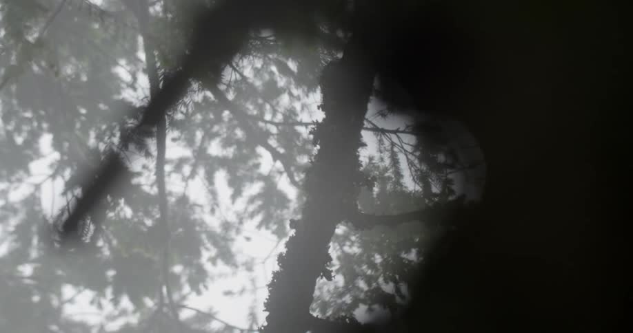 An artsy slow moving view of some trees and the sky in the woods