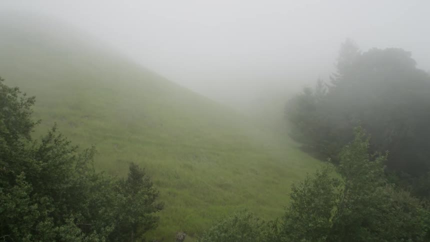 Approaching a foggy meadow amongst trees