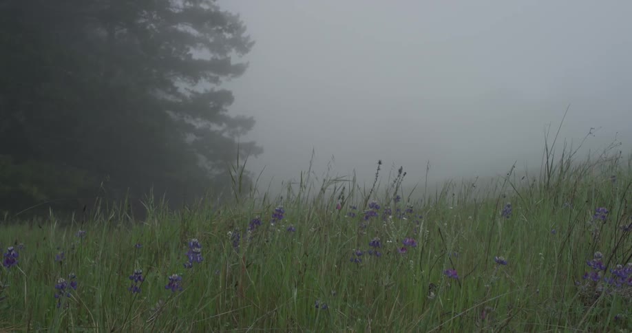 Flowers grow in a grassy field on a foggy day