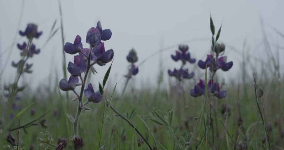 Flowers and grass stand in a field on a cloudy day