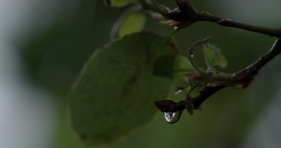 A water droplet hangs on a twig