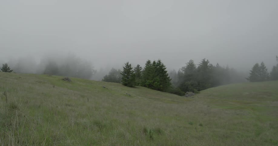 Fog rolling in on a green hillside with pine trees