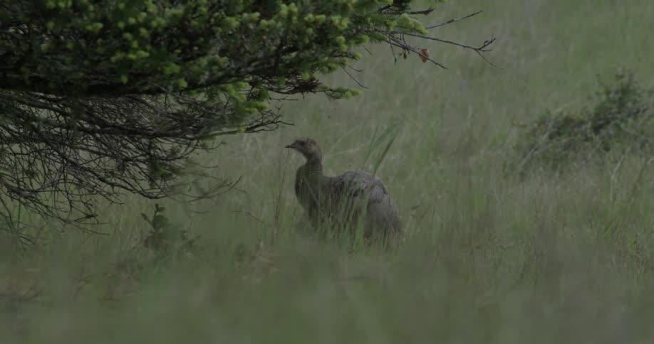 A bird is grazing in the grass on a hillside at dusk