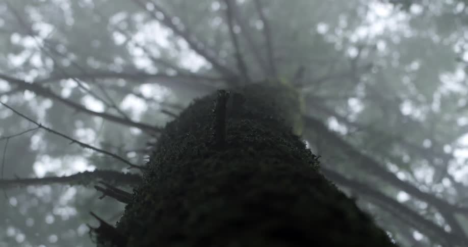 The wind is blowing the branches and leaves of a tree during the day