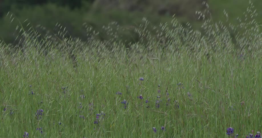 The wind is blowing the very tall grass