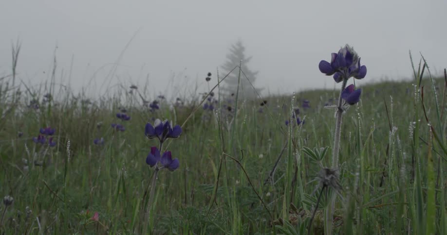 Purple flowers spread throughout an empty field