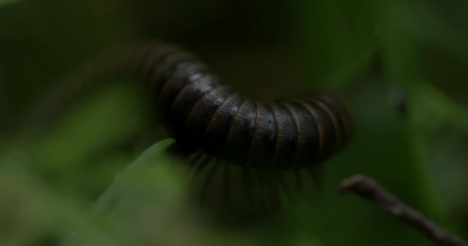 A caterpillar is crawling on the leaf