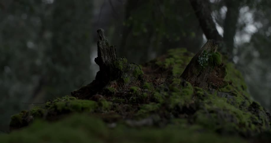 Moss is growing on trees stumps in a forest during the day
