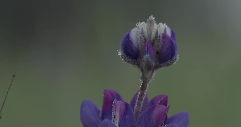 A purple and white flower blows in the wind