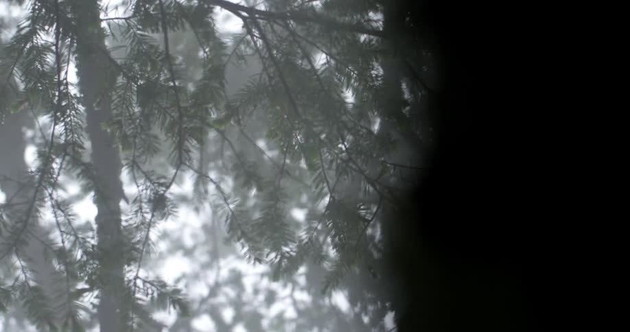 A pine tree sways in the breeze on a cloudy foggy day
