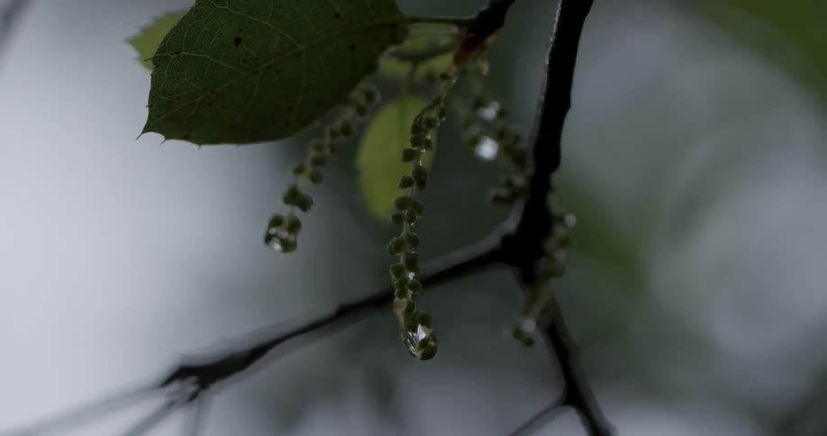 The water slowly drips off the branch