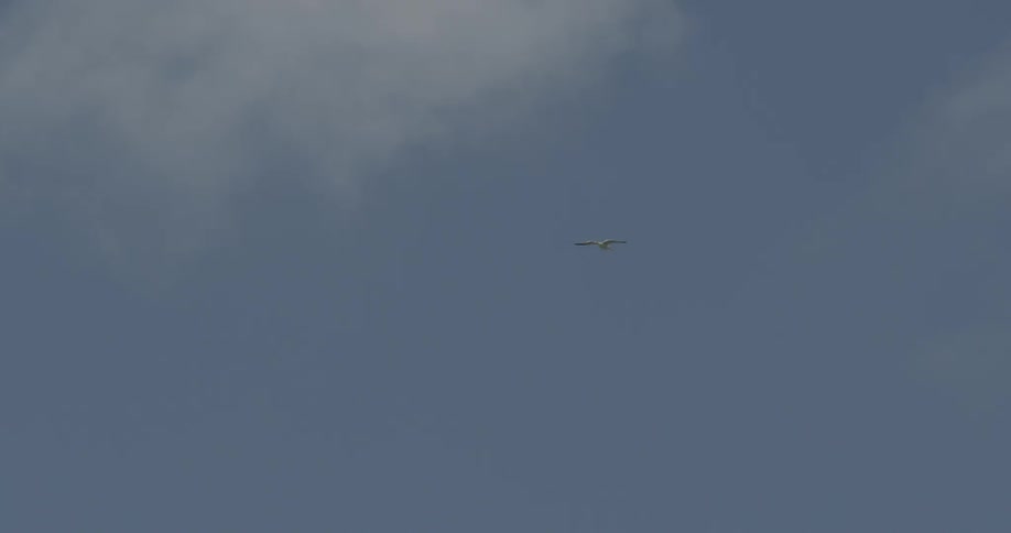 A bird flies high in the skyline
