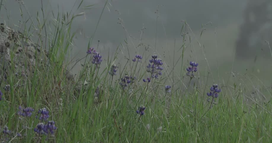 Purple flowers grow in a grassy field