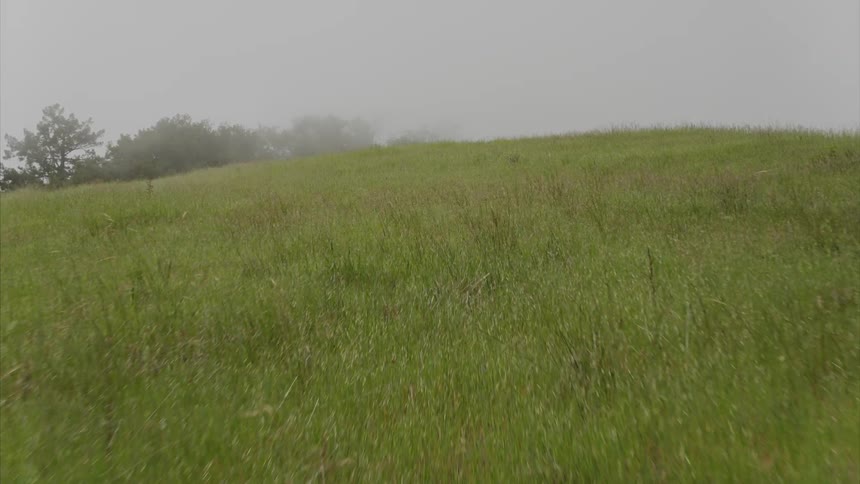 Fog is lingering on a grassy hilltop during the day