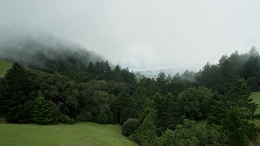 The fog is rolling over the forest ahead