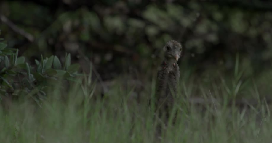A bird moves around in the grass