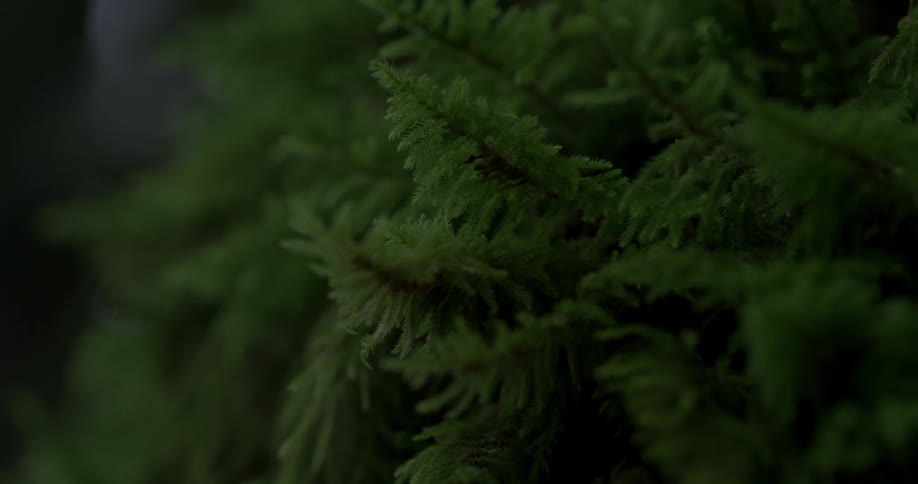 Close up of a pine tree