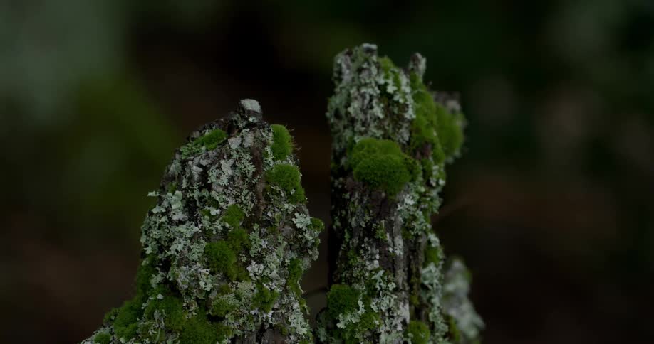 Moss covers a rock in a forest